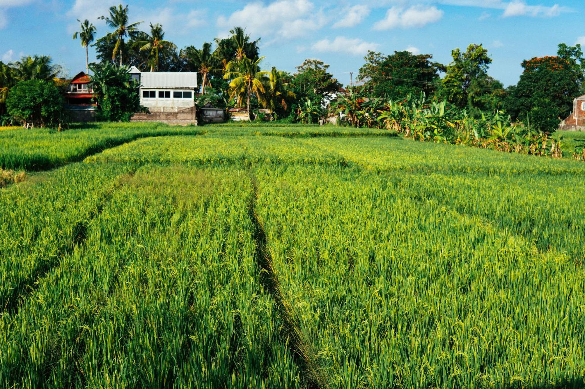 Tut Winten Villa Ubud Esterno foto
